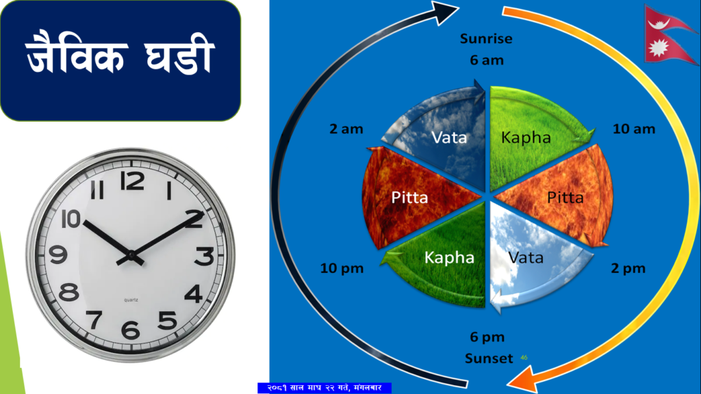 ayurveda circadian rhythm