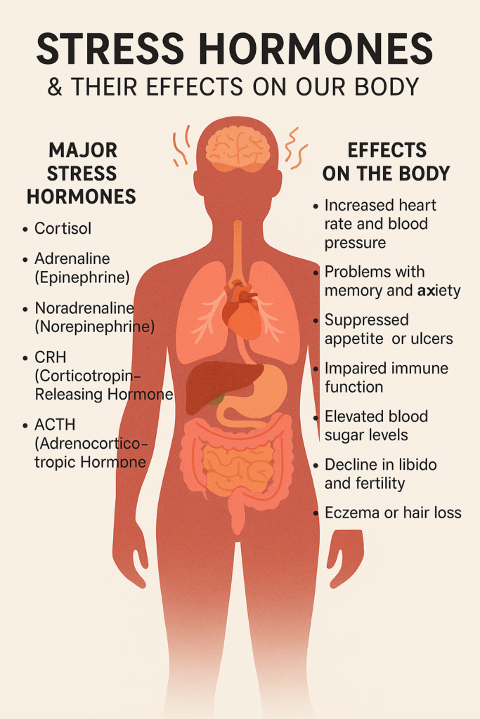 stress hormones